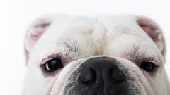 Best Pet Insurance Companies Of December 2024